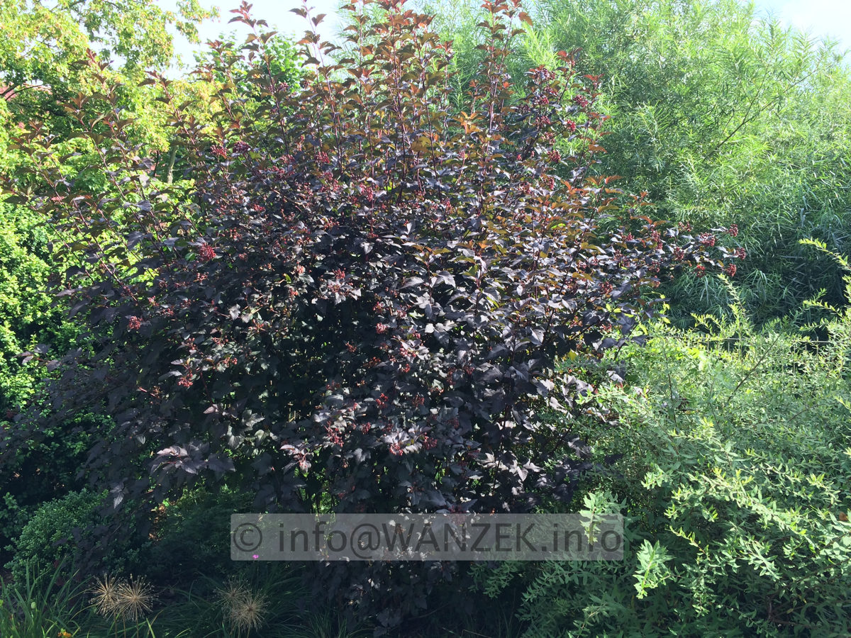 Physocarpus opulifolius Diabolo 03 Solitaer.JPG